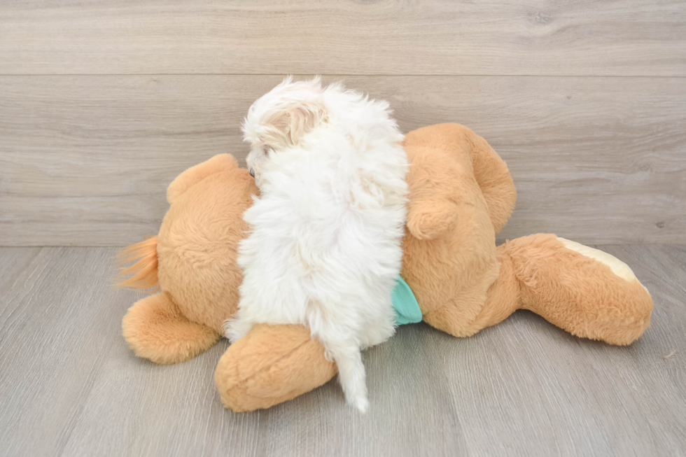 Best Maltipoo Baby