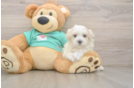 Best Maltipoo Baby
