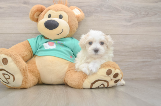 Best Maltipoo Baby