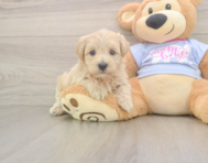 7 week old Maltipoo Puppy For Sale - Florida Fur Babies