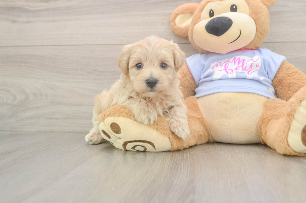 5 week old Maltipoo Puppy For Sale - Florida Fur Babies