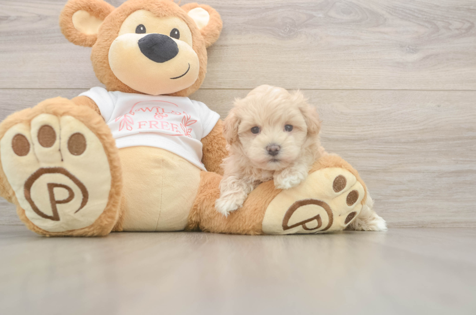 5 week old Maltipoo Puppy For Sale - Florida Fur Babies