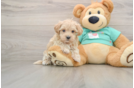 Maltipoo Puppy for Adoption