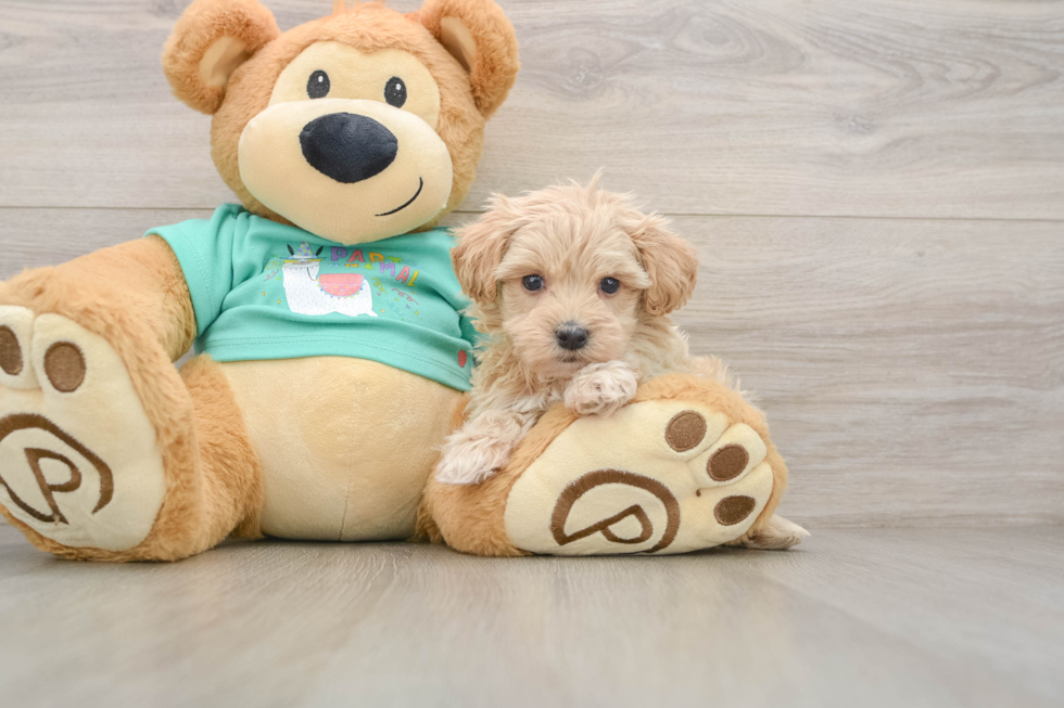 Little Maltidoodle Poodle Mix Puppy