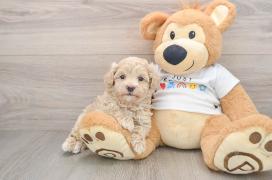 Popular Maltipoo Poodle Mix Pup