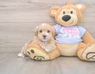 8 week old Maltipoo Puppy For Sale - Florida Fur Babies