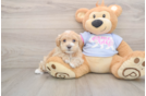 Playful Maltidoodle Poodle Mix Puppy