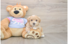 Adorable Maltidoodle Poodle Mix Puppy