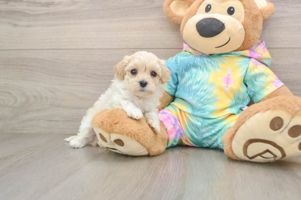 Petite Maltipoo Poodle Mix Pup