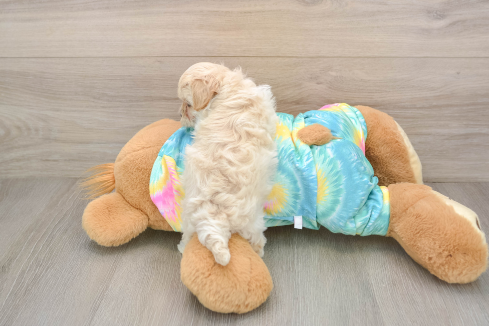 Small Maltipoo Baby