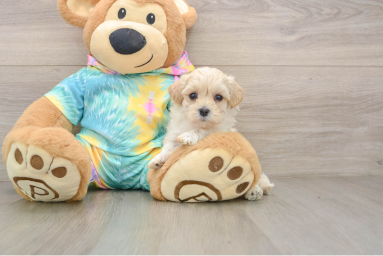 Friendly Maltipoo Baby