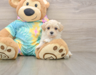 11 week old Maltipoo Puppy For Sale - Florida Fur Babies