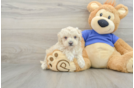 Funny Maltipoo Poodle Mix Pup