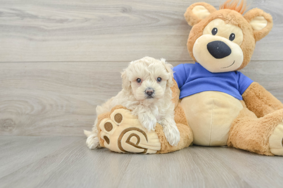 8 week old Maltipoo Puppy For Sale - Florida Fur Babies