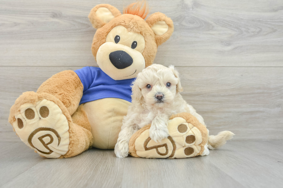 Maltipoo Pup Being Cute