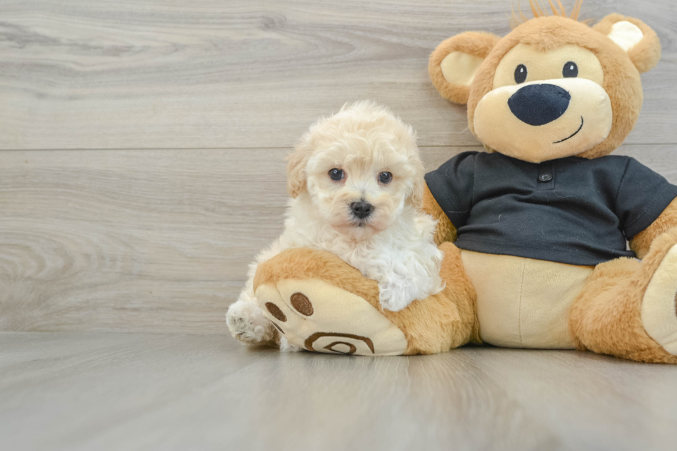 Maltipoo Pup Being Cute