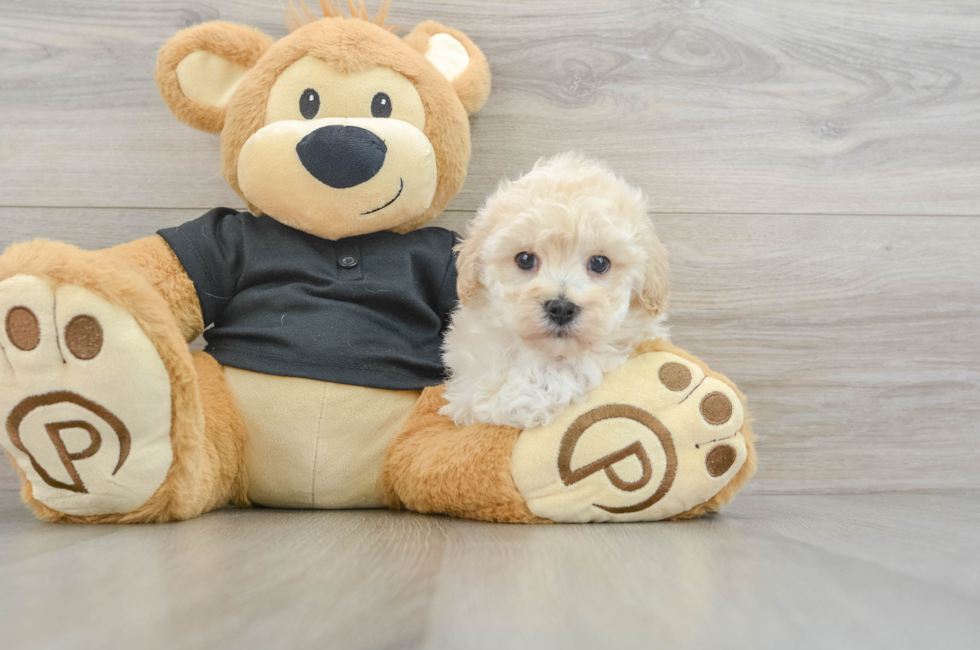 6 week old Maltipoo Puppy For Sale - Florida Fur Babies