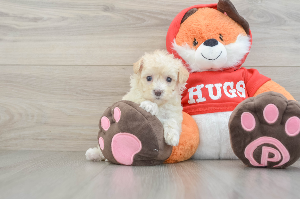 6 week old Maltipoo Puppy For Sale - Florida Fur Babies