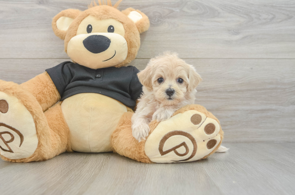 5 week old Maltipoo Puppy For Sale - Florida Fur Babies