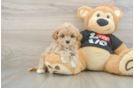 Maltipoo Pup Being Cute