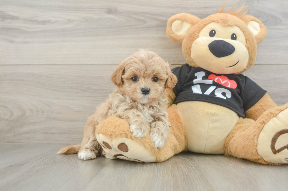 Maltipoo Pup Being Cute