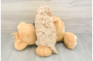 Best Maltipoo Baby