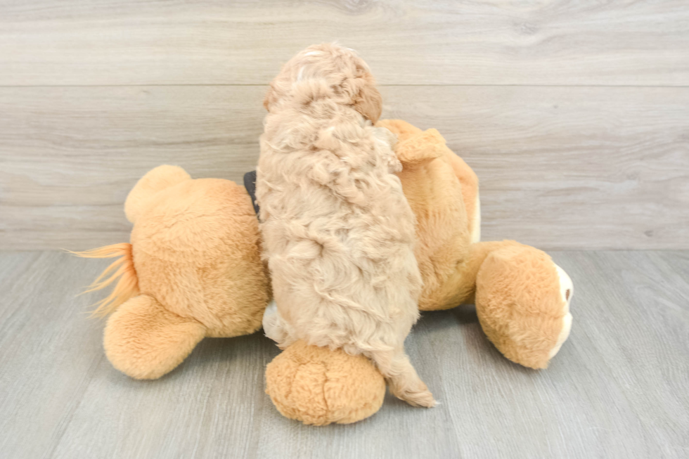 Best Maltipoo Baby