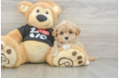 Little Maltepoo Poodle Mix Puppy