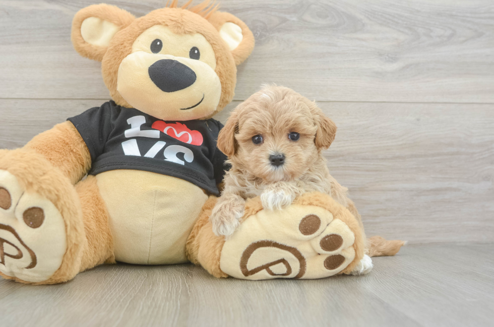 5 week old Maltipoo Puppy For Sale - Florida Fur Babies
