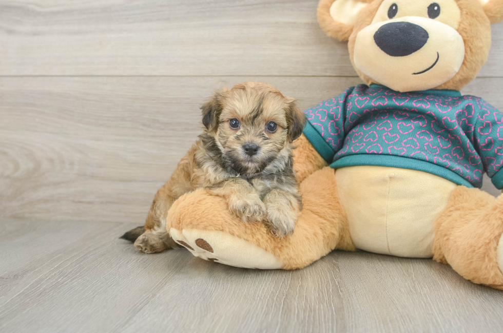 5 week old Maltipoo Puppy For Sale - Florida Fur Babies