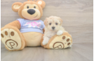 Energetic Maltese Poodle Poodle Mix Puppy