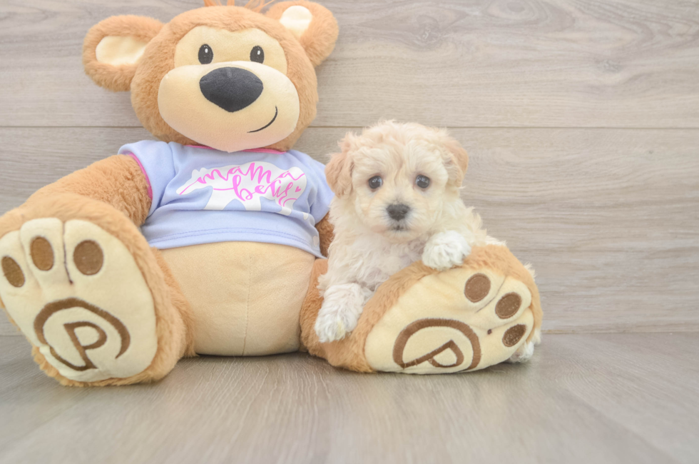 5 week old Maltipoo Puppy For Sale - Florida Fur Babies
