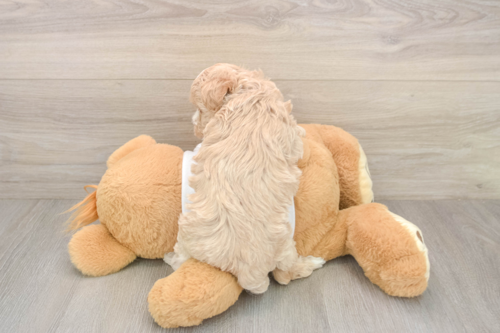 Meet Oatmeal - our Maltipoo Puppy Photo  3/3 - Florida Fur Babies Best Maltipoo Baby