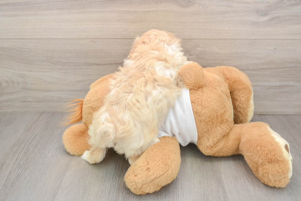 Smart Maltipoo Poodle Mix Pup