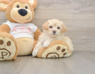 7 week old Maltipoo Puppy For Sale - Florida Fur Babies
