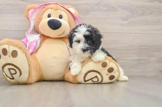 Maltipoo Puppy for Adoption