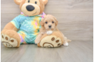 Best Maltipoo Baby