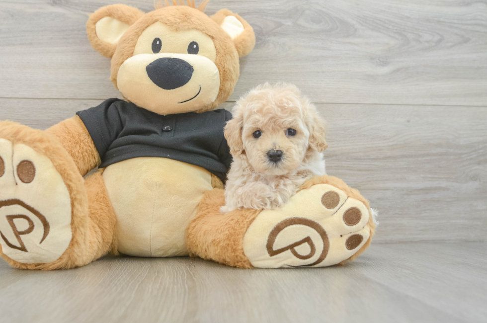 5 week old Maltipoo Puppy For Sale - Florida Fur Babies