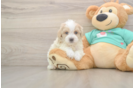 Maltipoo Pup Being Cute
