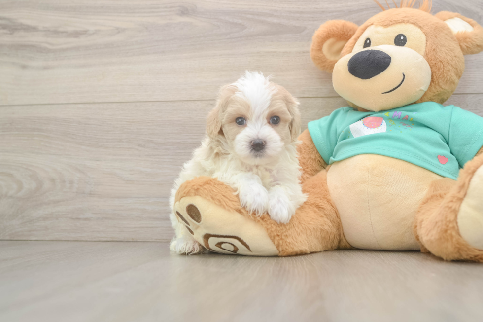 Maltipoo Pup Being Cute