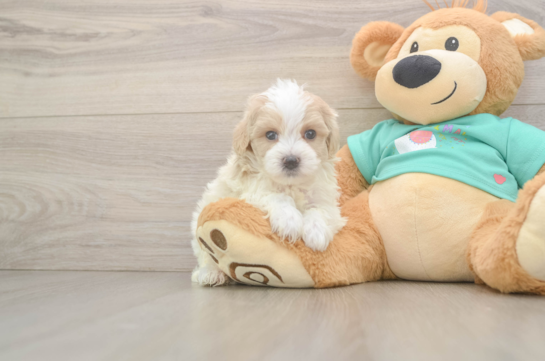 Maltipoo Pup Being Cute