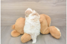 Fluffy Maltipoo Poodle Mix Pup