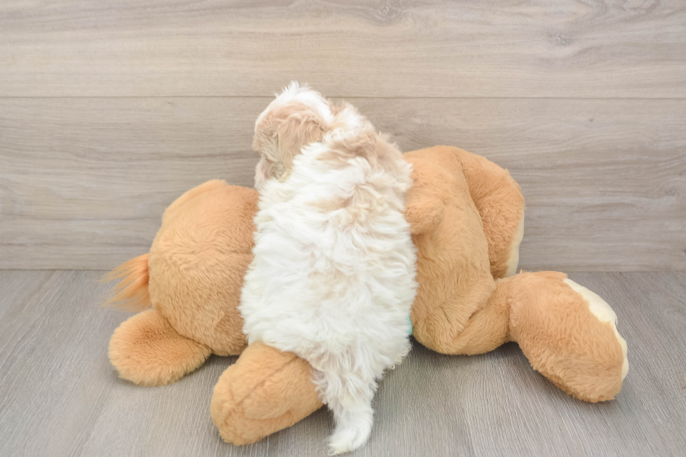 Fluffy Maltipoo Poodle Mix Pup