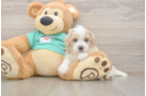 Playful Malt a Poo Poodle Mix Puppy
