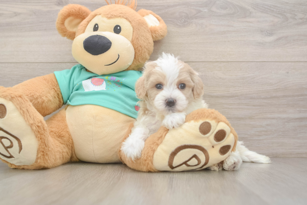 Playful Malt a Poo Poodle Mix Puppy