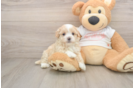Friendly Maltipoo Baby