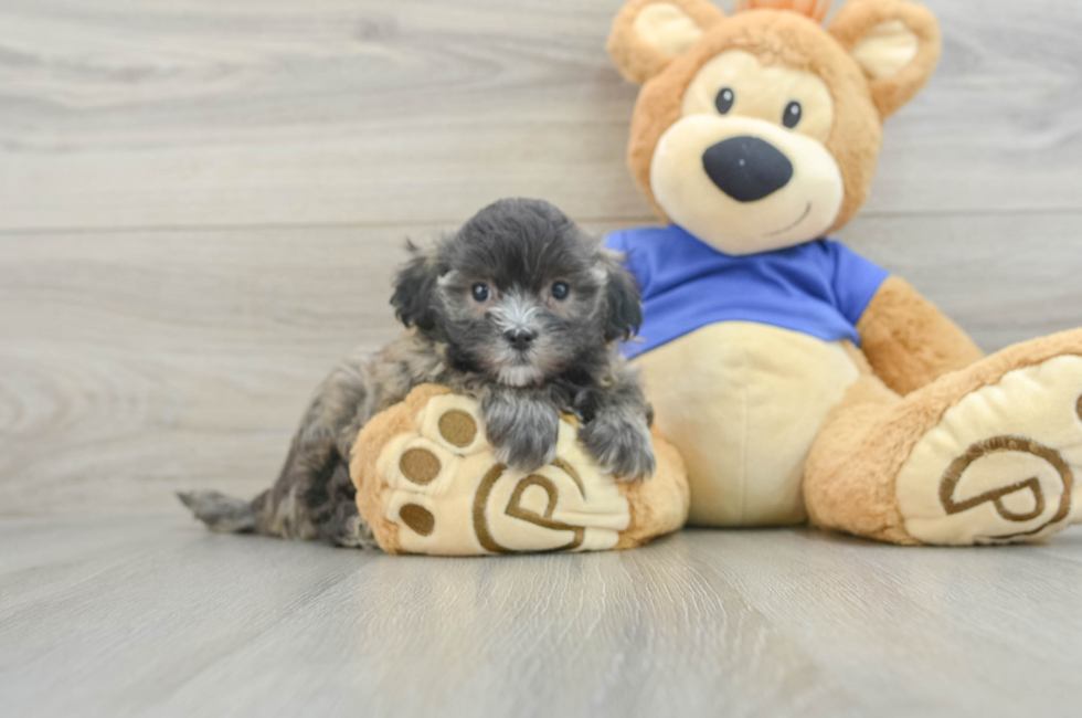 8 week old Maltipoo Puppy For Sale - Florida Fur Babies