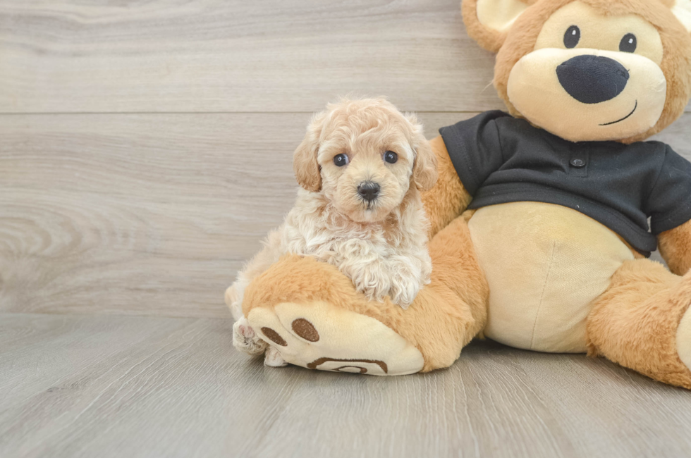 5 week old Maltipoo Puppy For Sale - Florida Fur Babies