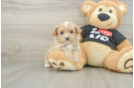 Playful Malt Oodle Poodle Mix Puppy