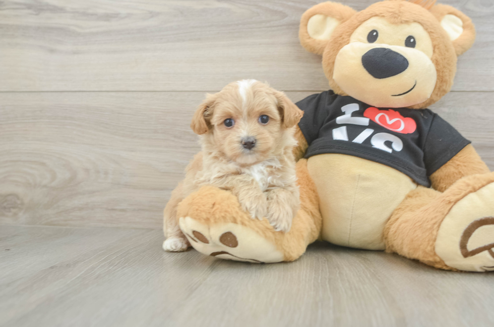 5 week old Maltipoo Puppy For Sale - Florida Fur Babies